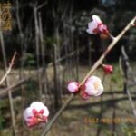 井の頭自然文化園 花ごよみ動画 ウメの開花(YouTube)
