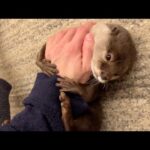 続・言葉が通じてるっぽいカワウソに喋りまくってみた！ Continued – I tried talking to otter that seems to understand language!(YouTube)
