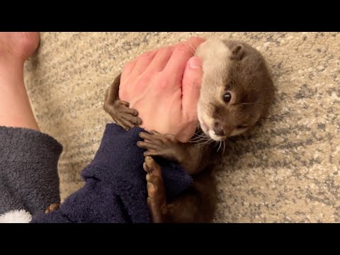 続・言葉が通じてるっぽいカワウソに喋りまくってみた！ Continued – I tried talking to otter that seems to understand language!(YouTube)