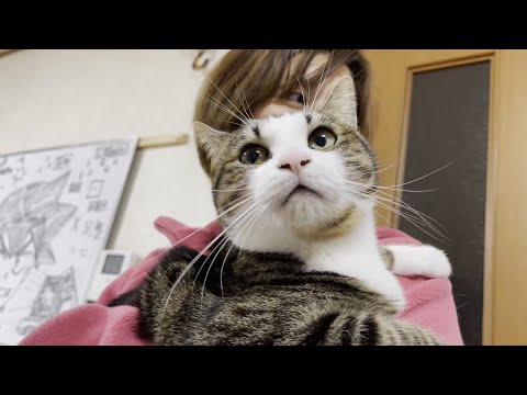 「リラックスしたい」とゴロゴロ音でお母さんに訴える猫(YouTube)