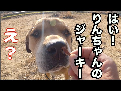 【犬の散歩】横に付けるのが重要では無く犬のボデイランケージと興奮とリードの張りが重要！(YouTube)