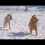 【癒し】犬生初の雪遊びで大はしゃぎする愛犬見てると泣けてくる(YouTube)