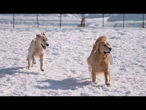 【癒し】犬生初の雪遊びで大はしゃぎする愛犬見てると泣けてくる(YouTube)