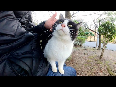 パンダみたいなハチワレ猫に「ひざにのって！」と誘ってみたら…(YouTube)