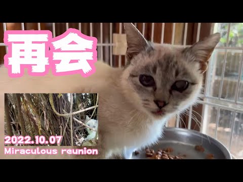 再会! Miraclous reunions(YouTube)