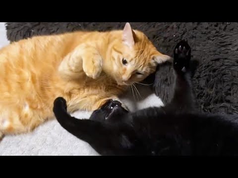 暴れたい弟猫に絶妙な力加減で遊んであげるお兄ちゃん猫(YouTube)