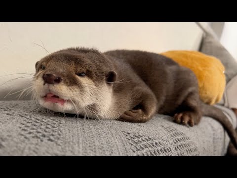 カワウソがガチで人を探している時の鳴き声はこうなります This is what an otter sounds like when it is looking for someone(YouTube)