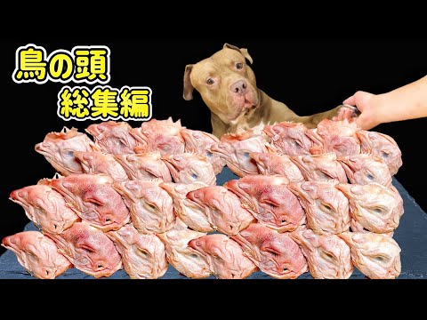 【総集編】ピットブルが鳥の頭をひたすら噛み砕く咀嚼音が最高に気持ちいい!!バウンス編(YouTube)