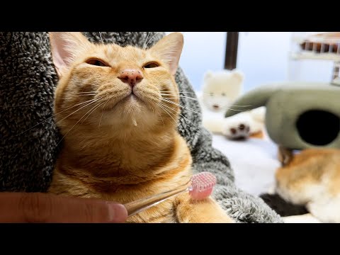 猫たちに歯ブラシマッサージをしたらとろけてしまいました(YouTube)