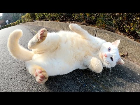 人前に出てきてコロンコロンと転げ回る白猫ちゃんが可愛い(YouTube)