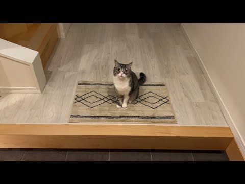 急遽、もち様を置いて実家に帰らなければいけなくなりました…(YouTube)