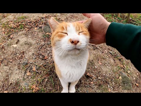 冬になると行方不明になる猫と再会したら喉をゴロゴロ鳴らして喜んでくらた(YouTube)