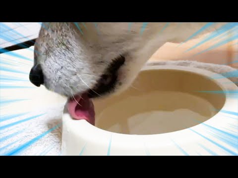 お願い！ベロをあと少し下に！！(YouTube)