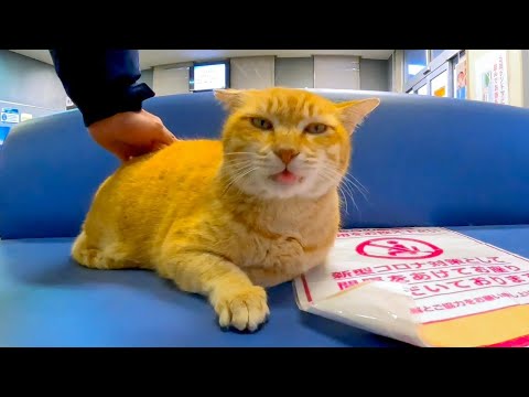 最終便直前のフェリー乗り場、ノンビリ猫の世界でした(YouTube)