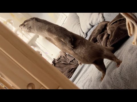 報告と、立ち上がり何かを必死で見ようとするお腹ポチャカワウソ Otter trying desperately to stand up and look at something(YouTube)