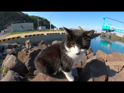 漁港で大きな船を眺めていたハチワレ猫をモフる(YouTube)