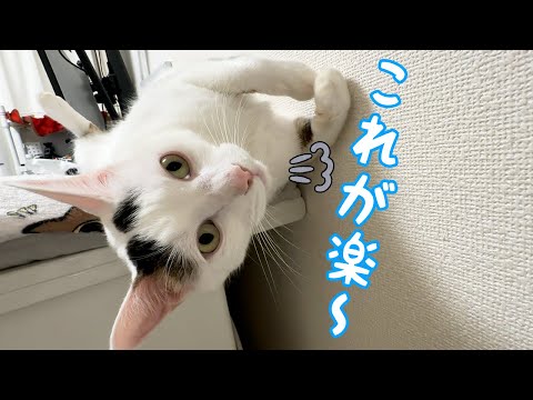 独特すぎる仰向けポーズで寝るチロさんｗ(YouTube)