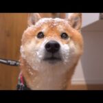 大雪で庭が使えない事態に！その時柴犬は・・・(YouTube)