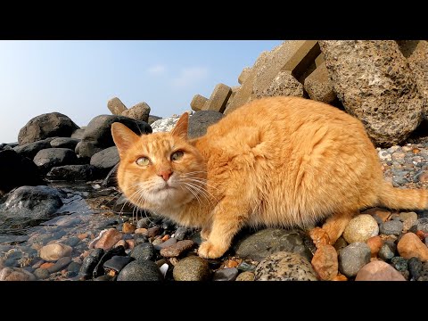 海へ行くと、テトラポットの隙間で暮らす猫達がお出迎えしてくれた(YouTube)