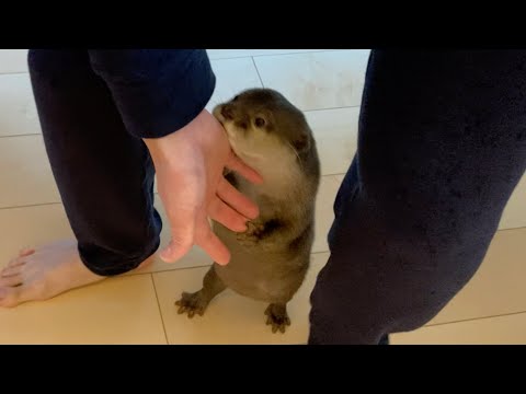 お手手繋いで飼い主と一緒に帰ってくるカワウソ Otter coming home with owner holding hands(YouTube)