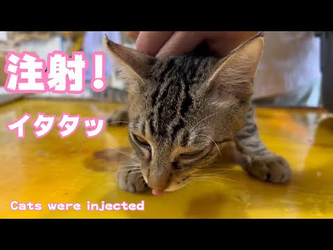 注射イタタッ　水平線からやっと日の出が  Cats were injected(YouTube)