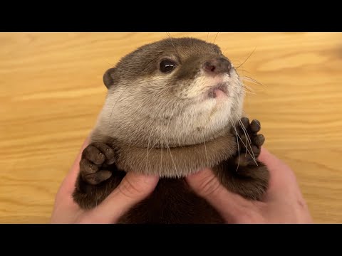 短足すぎて違う生き物のようになってしまったカワウソ Otter with legs too short to be a different creature(YouTube)