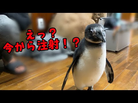 ペンギンにマイクロチップを入れました(YouTube)