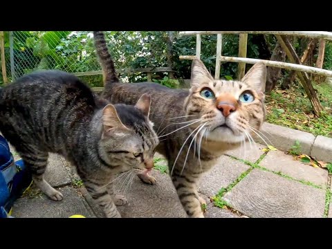 朝公園に行くと猫が甘えてきてカワイイ(YouTube)