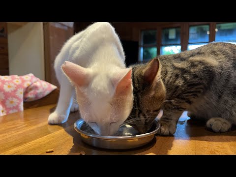 🌴🐈🐐Live ピン、ヤン、ムー Last night(YouTube)