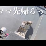 天空にある真の屋上に登った姉を置いて行けずに右往左往するシベリアンハスキー(YouTube)