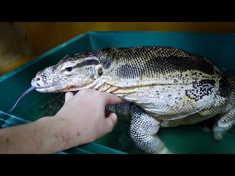 2mのオオトカゲに限界まで食べさせると・・・(YouTube)