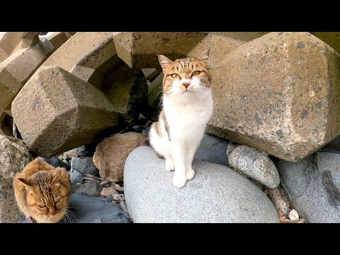 感動猫動画 のライブ配信(YouTube)
