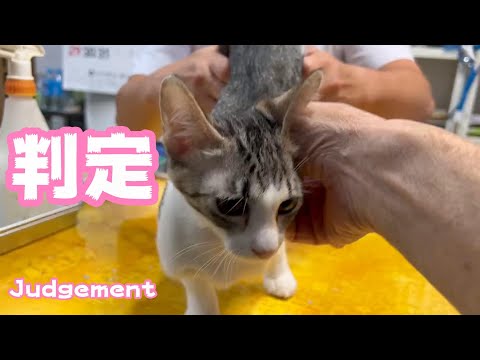 判定 Judement(YouTube)