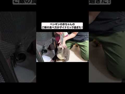 ペンギンの赤ちゃんのご飯の食べ方がダイナミックすぎる#shorts(YouTube)
