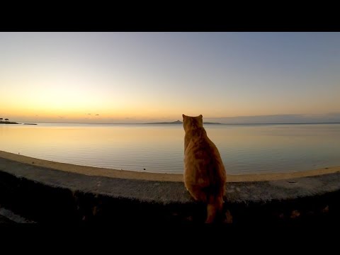 夕陽を眺める猫(YouTube)