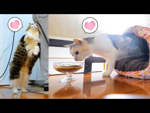 美味しそうにフードを食べる猫達を見て飼い主もほっこり幸せ😊ボス吉は声も戻りました♪(YouTube)