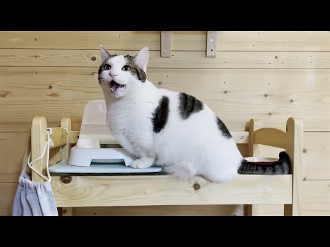 「一緒にサイの椅子に座らせろ」と催促するのが日課になった猫(YouTube)