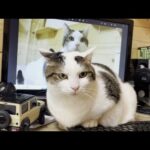 肩に乗り続けると椅子を譲ってくれることを覚えた猫(YouTube)
