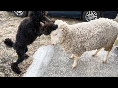 あにまるずから牧羊犬が誕生しました(YouTube)