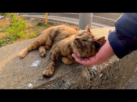 猫島の海辺の道で出会った猫を撫でると猛烈に甘えてきた(YouTube)