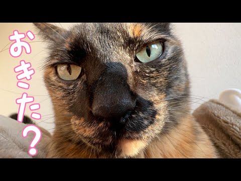 お正月の朝はこんな感じで目覚めます(YouTube)