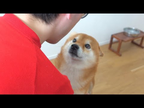 抱っこに何度も失敗する柴犬がかわいすぎる、、(YouTube)