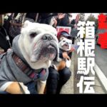 【箱根ゴール前で車中泊】箱根駅伝ランナーが目の前を駆け抜けた時のブルドッグの様子がこちら！(YouTube)