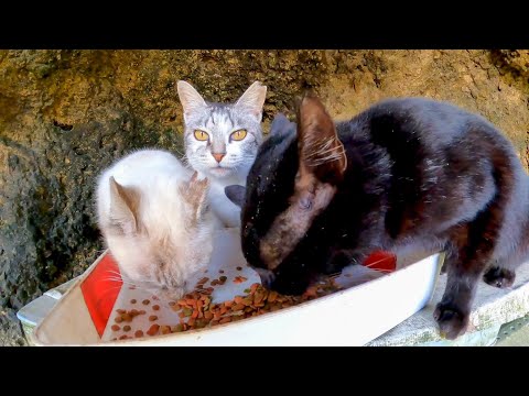 洞窟の野良猫食堂、猫達食事中でした。(YouTube)