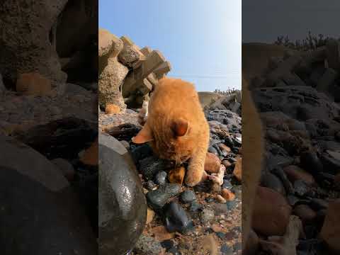 【cat】茶トラ猫が前脚を器用に使って海の岩場で食べ物を探す(YouTube)