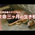 殺処分当日レスキューされた母犬の12年間の記録(YouTube)