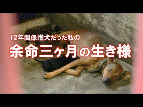 殺処分当日レスキューされた母犬の12年間の記録(YouTube)
