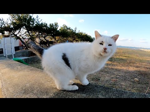 水玉模様の猫をモフっていたらマロ顔の猫が割り込んできた(YouTube)