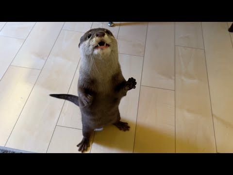 今までで最長距離を二足歩行で駆け抜けるカワウソ！ The longest distance ever covered by a bipedal otter!(YouTube)