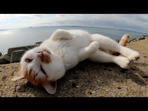 少し凶暴な猫ちゃん達が堤防の上に集合して人間にモフられる(YouTube)